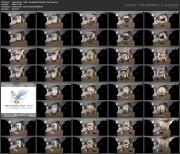 Angel Wicky - Sold - StockingsVR [Oculus]_360_3dv.mp4.jpg image hosted at ImgDrive.net
