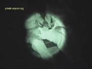 image hosted at ImgDrive.net