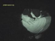 image hosted at ImgDrive.net